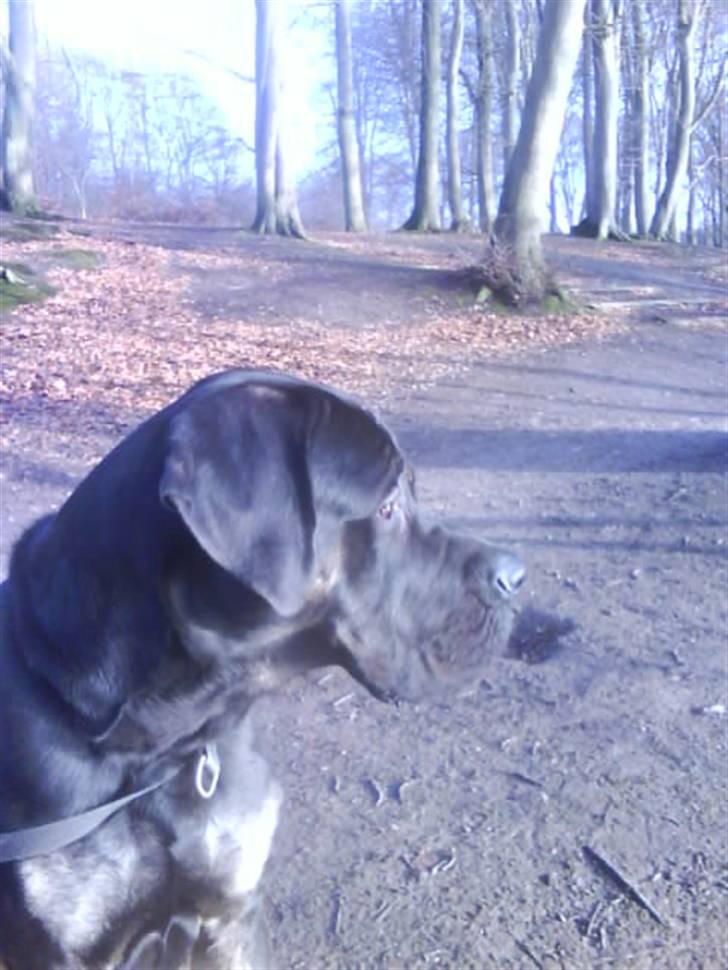 Blanding af racer Ozzy.R.I.P billede 4