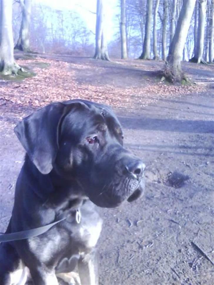 Blanding af racer Ozzy.R.I.P billede 5