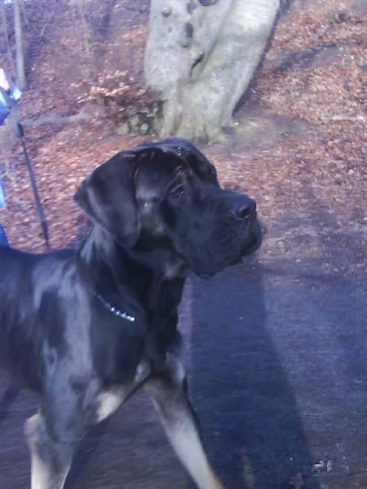 Blanding af racer Ozzy.R.I.P billede 6