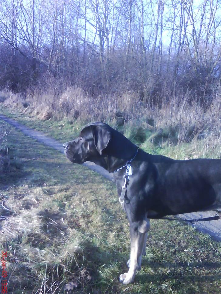 Blanding af racer Ozzy.R.I.P billede 7