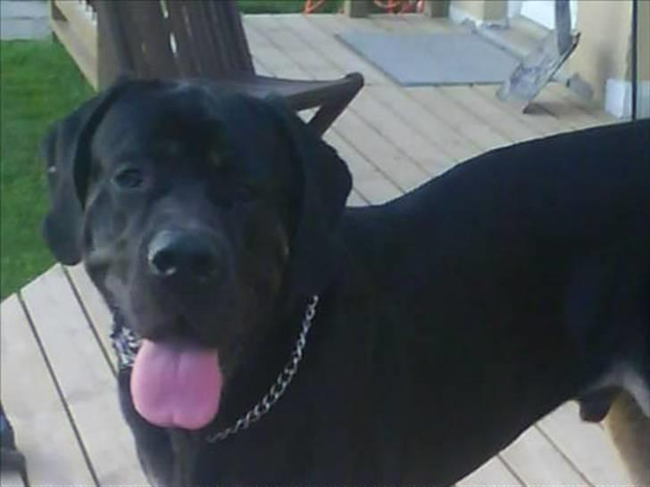 Blanding af racer Ozzy.R.I.P billede 8