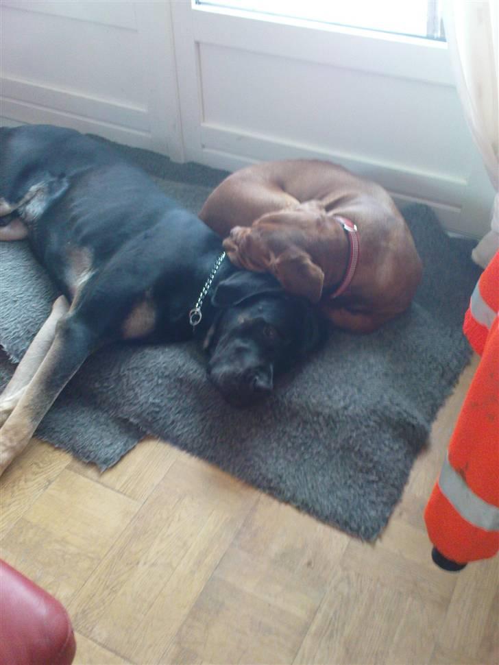 Blanding af racer Ozzy.R.I.P billede 10