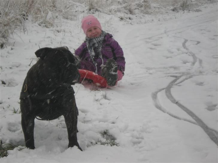 Olde english bulldogge Bølle billede 16