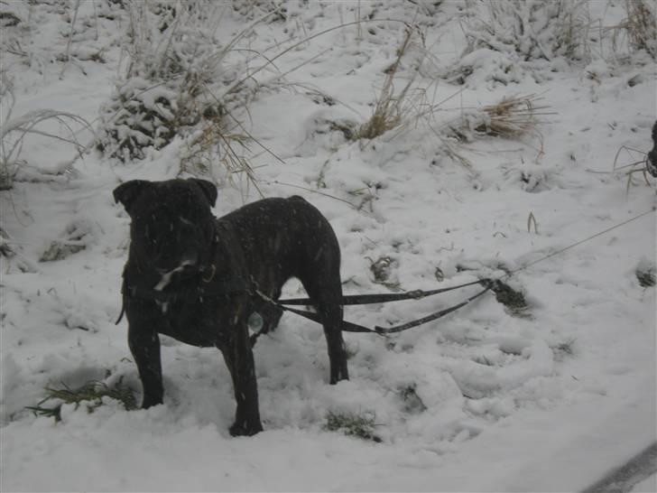 Olde english bulldogge Bølle billede 17