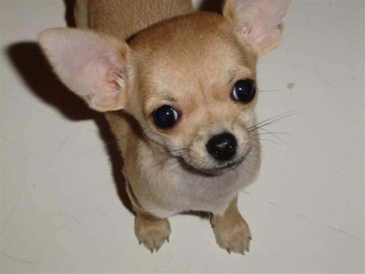 Chihuahua Pixi billede 1