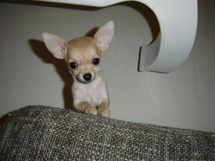 Chihuahua Pixi billede 2