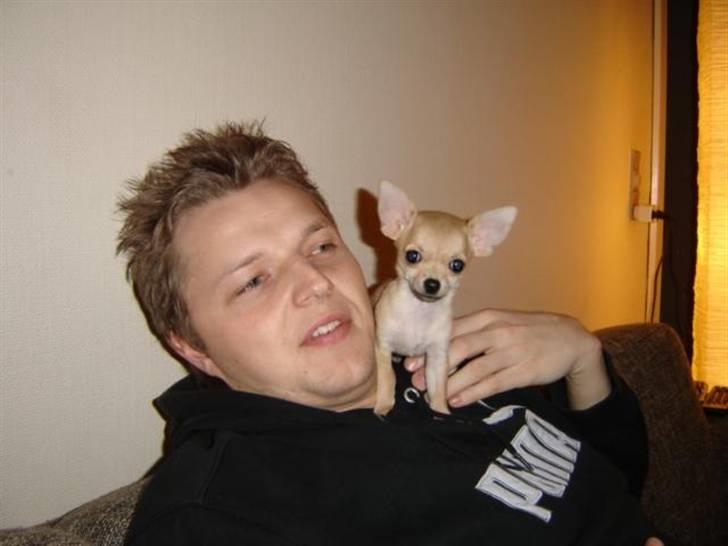 Chihuahua Pixi billede 3