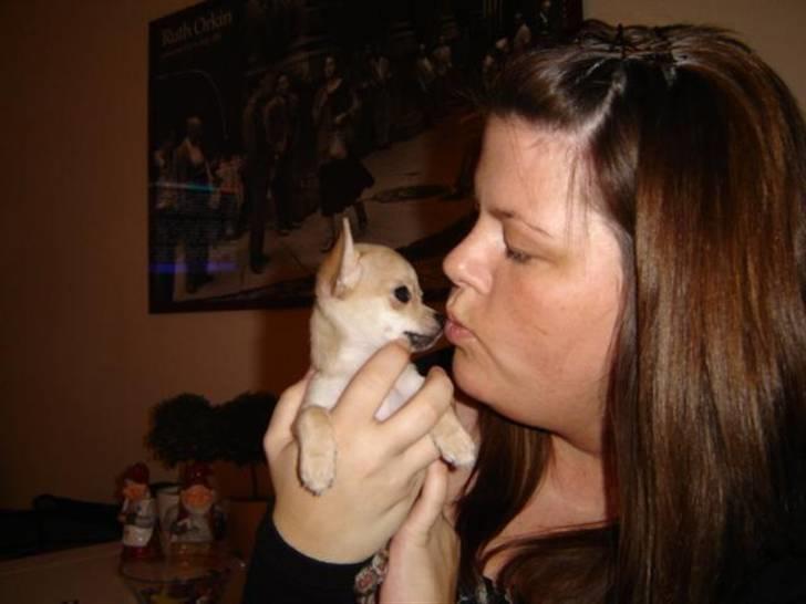 Chihuahua Pixi billede 4