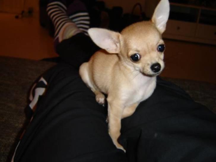 Chihuahua Pixi billede 5
