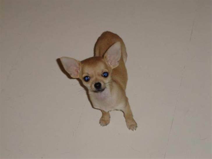 Chihuahua Pixi billede 6