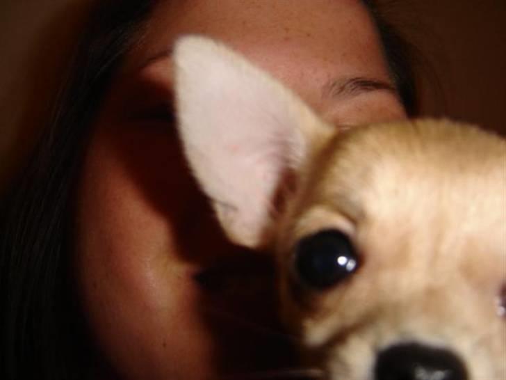 Chihuahua Pixi billede 7