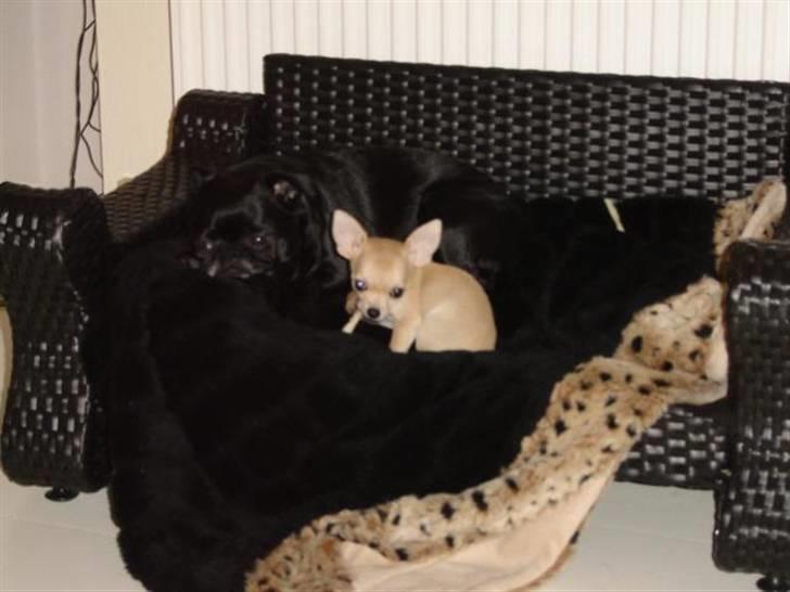 Chihuahua Pixi billede 8