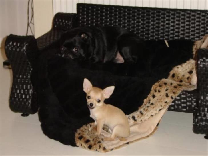 Chihuahua Pixi billede 9