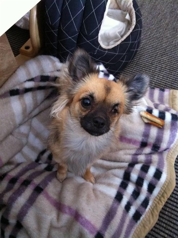 Chihuahua Chanel - 2011. billede 7