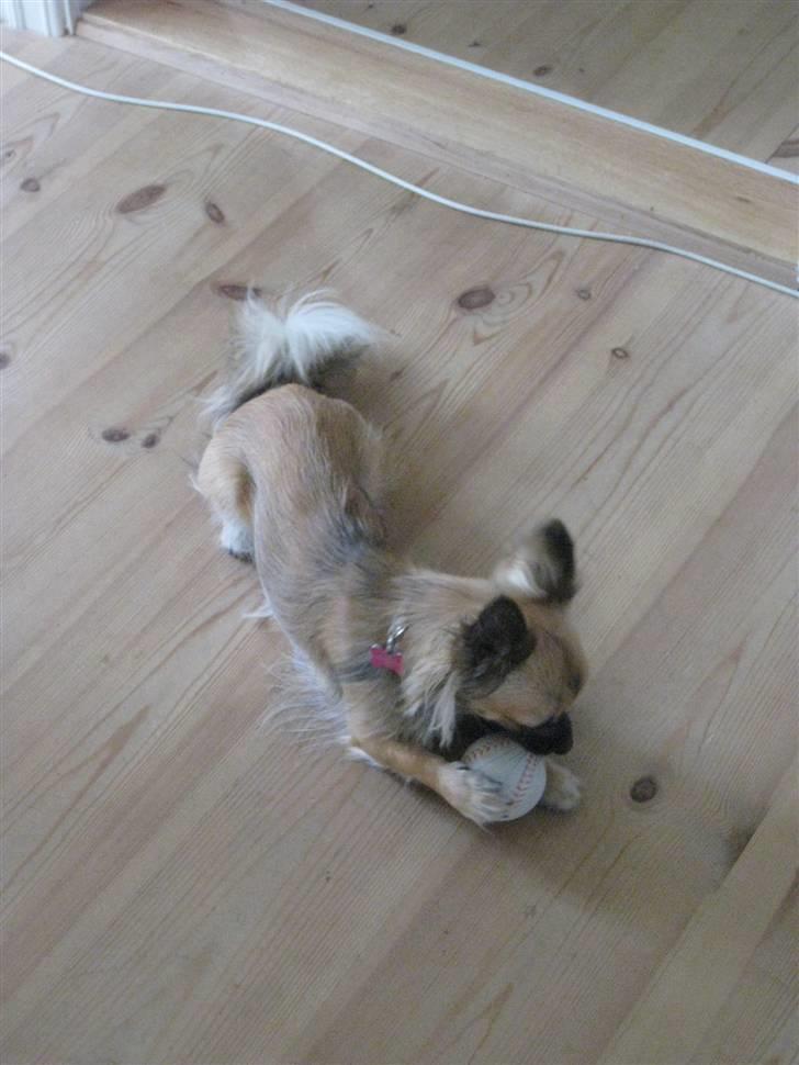 Chihuahua Chanel - 2011. billede 8