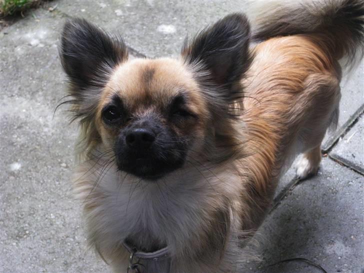 Chihuahua Chanel - 2011. billede 9