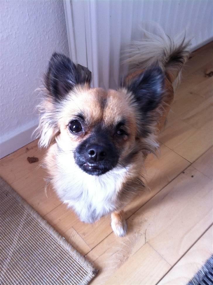 Chihuahua Chanel - 2011. billede 10