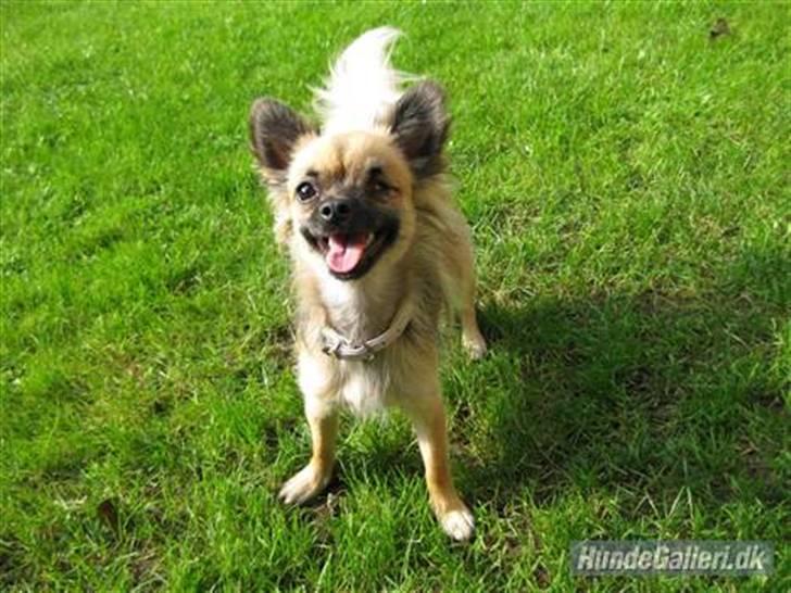 Chihuahua Chanel - 2011. billede 11