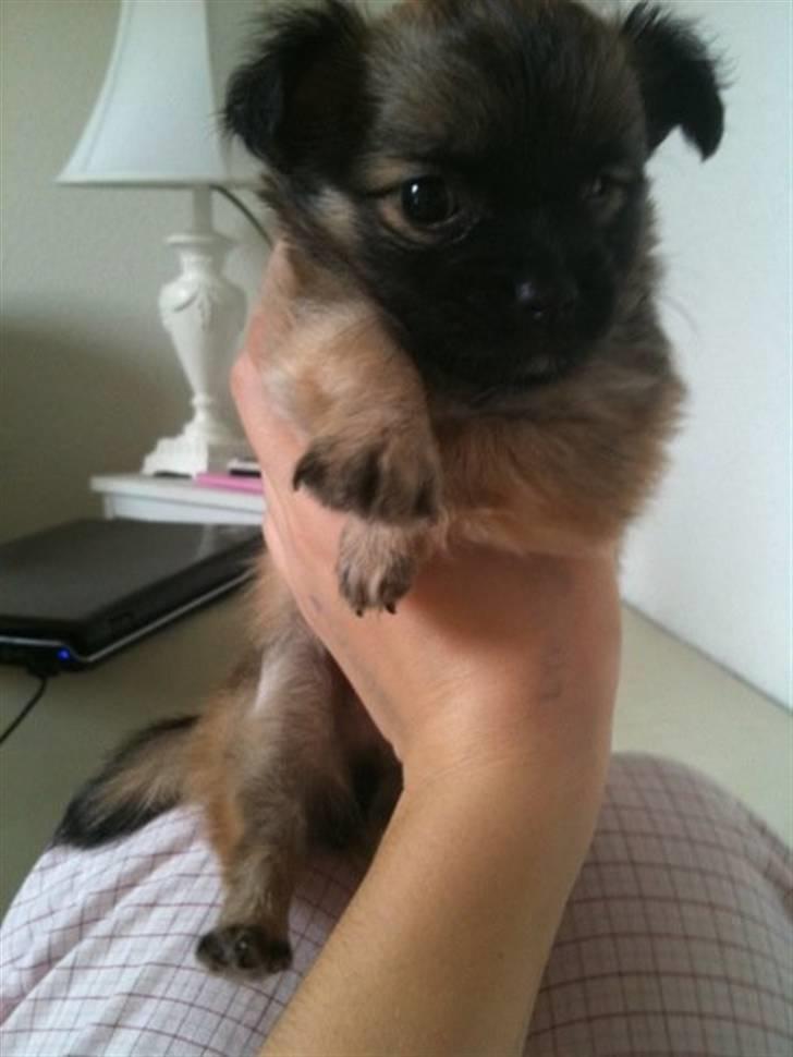 Chihuahua Chanel - Chanel, som hvalp. billede 12