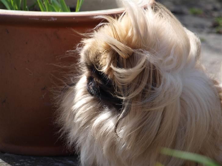 Pekingeser Chui Aka Pigehunden<3 hvil i fred <3 - forår 2011 billede 13