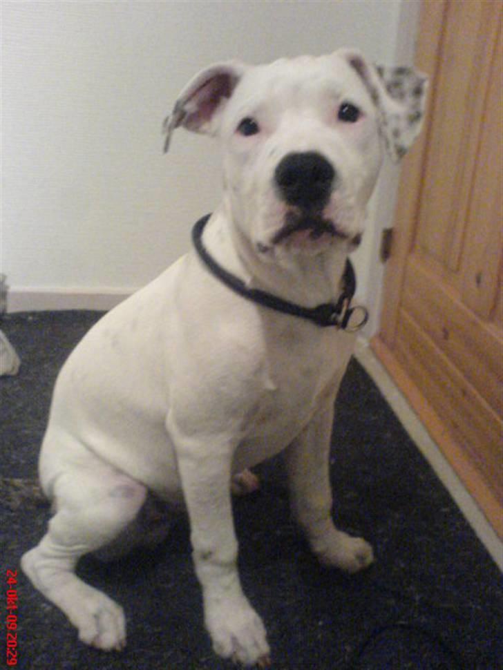 Amerikansk staffordshire terrier Cody billede 12