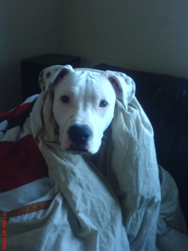 Amerikansk staffordshire terrier Cody billede 13