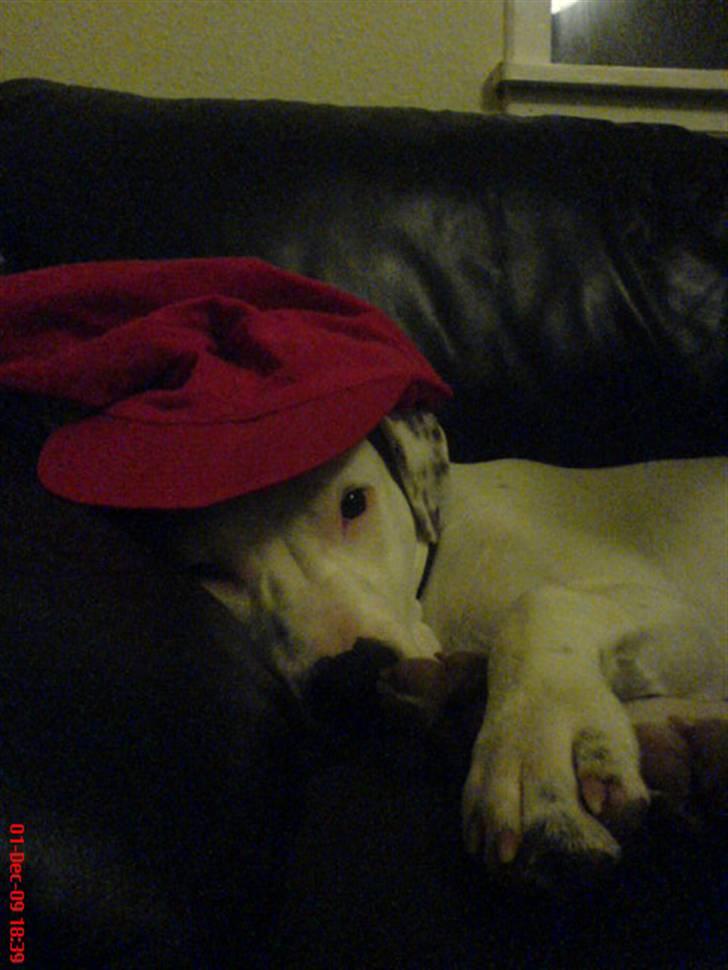 Amerikansk staffordshire terrier Cody - Cody med Nissehue <3 billede 14