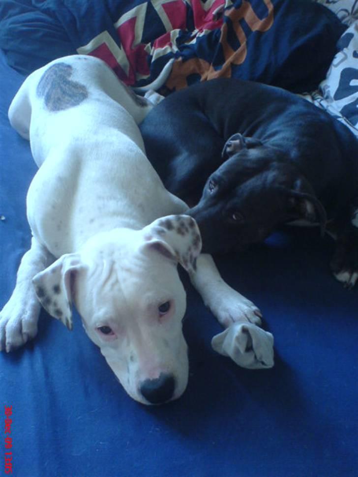 Amerikansk staffordshire terrier Cody billede 15