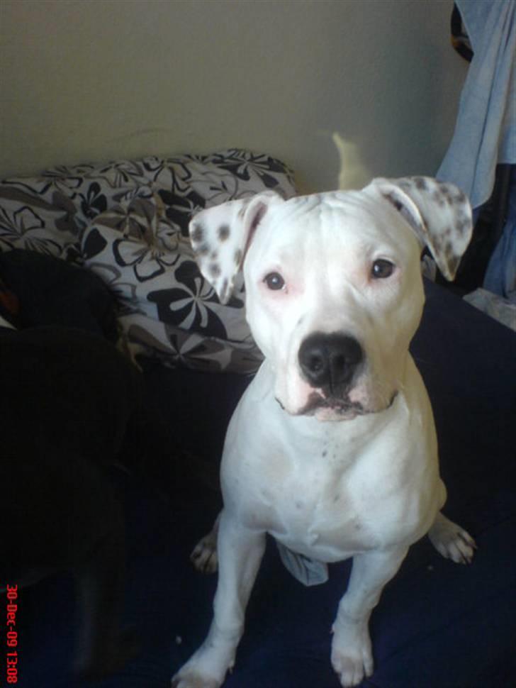 Amerikansk staffordshire terrier Cody billede 16