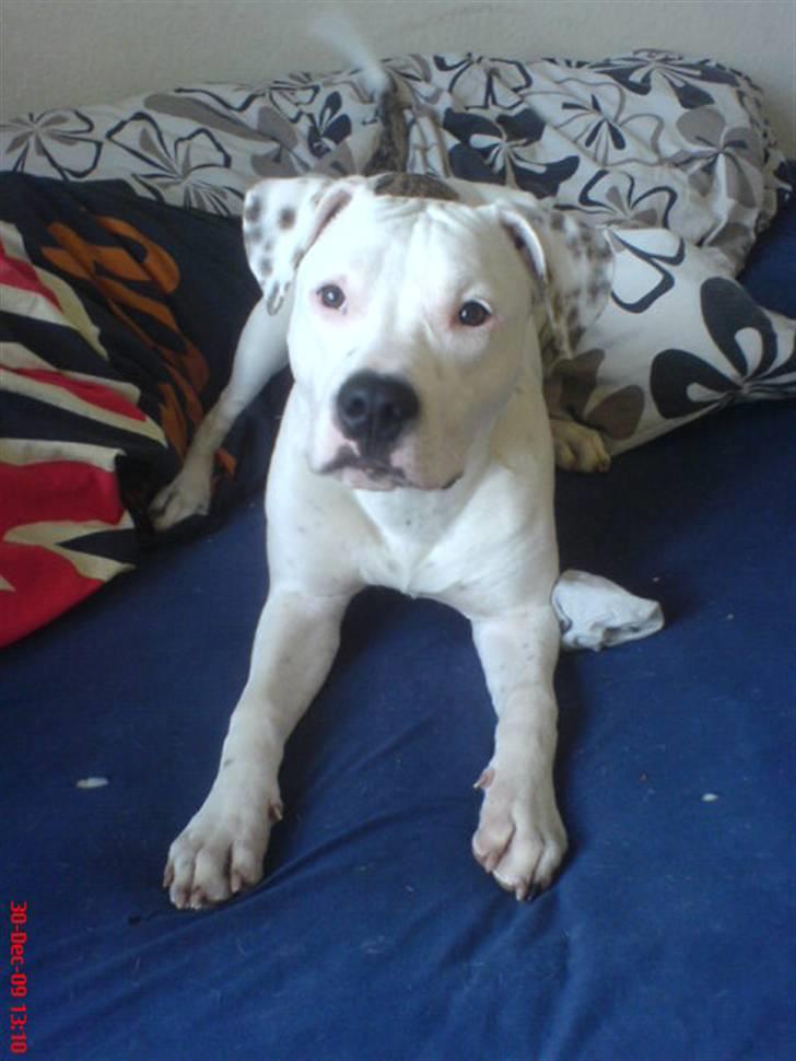 Amerikansk staffordshire terrier Cody billede 17