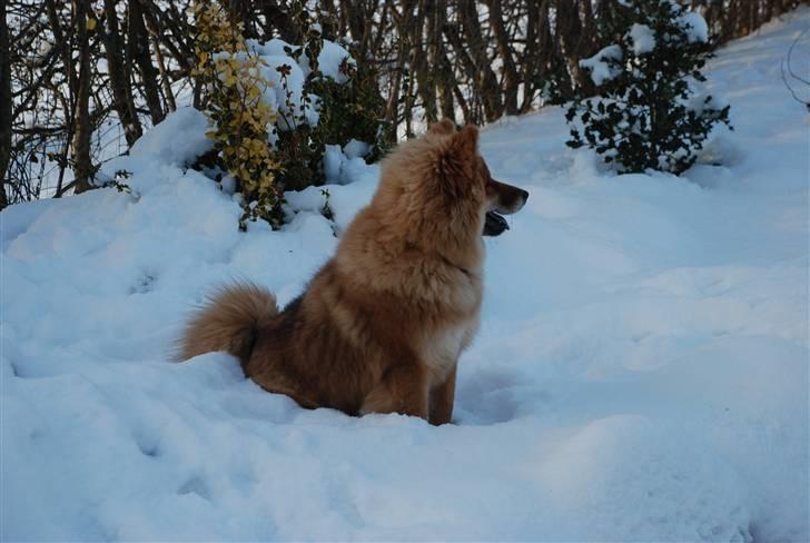 Eurasier Kærlundegård´s U-Akka - Akka nyder snen D. 10.01.10 billede 12