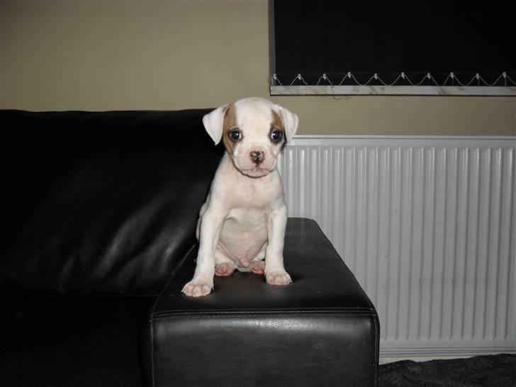 Amerikansk bulldog chevy billede 1