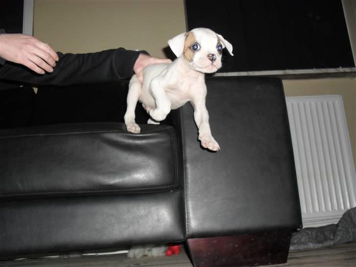 Amerikansk bulldog chevy billede 2