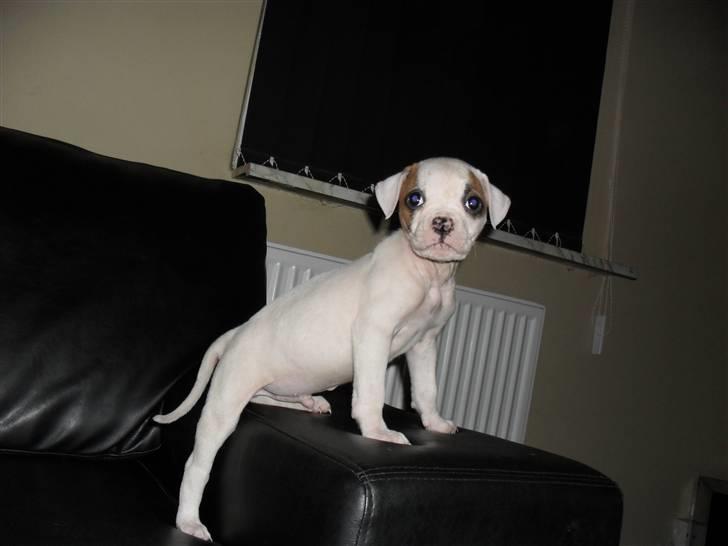 Amerikansk bulldog chevy billede 3