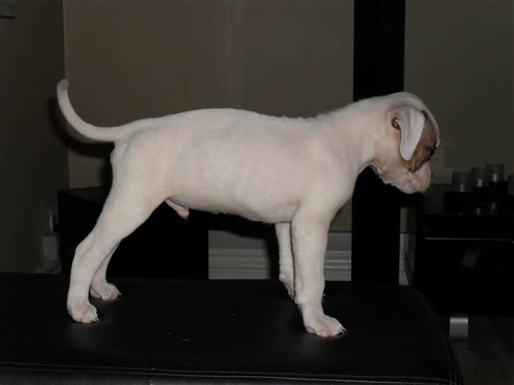 Amerikansk bulldog chevy billede 4