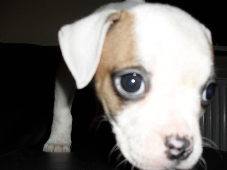 Amerikansk bulldog chevy billede 5