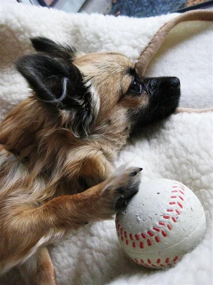 Chihuahua Chanel - 2010. billede 13