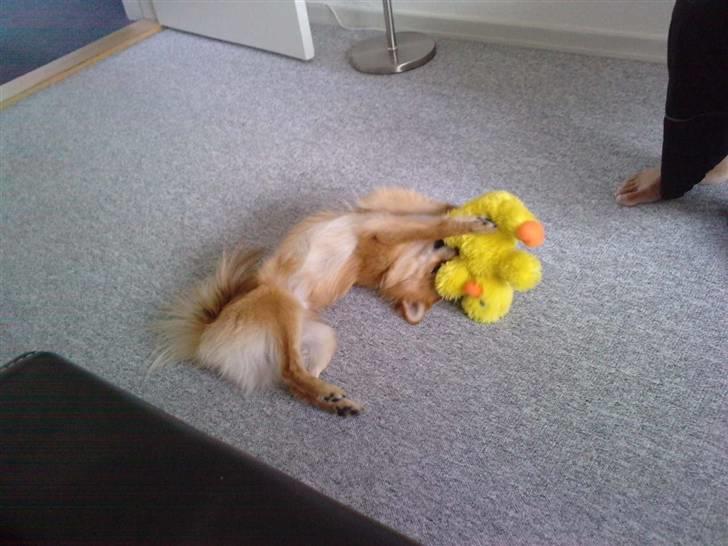 Blanding af racer gangster Tyson ;) billede 4