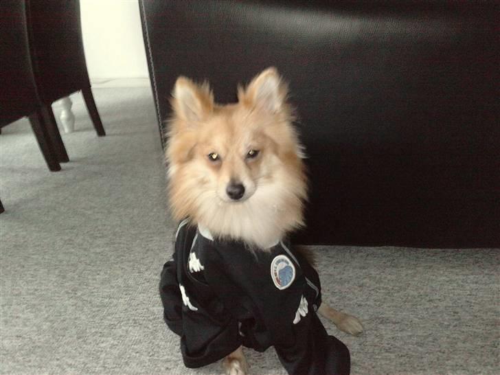 Blanding af racer gangster Tyson ;) billede 5