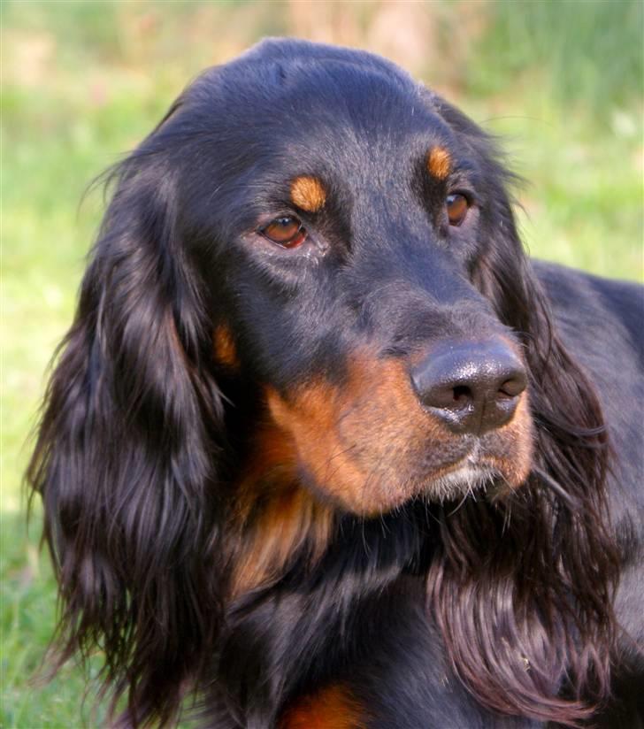 Gordon setter Gozo - Dejlige Goz (: billede 2