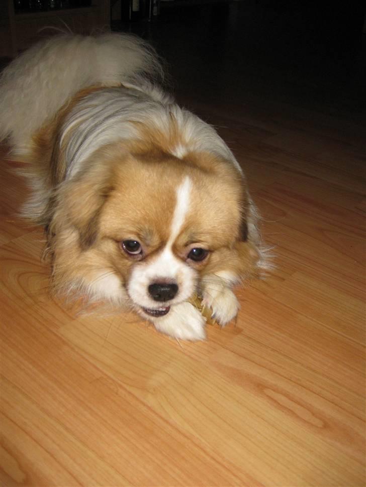 Tibetansk spaniel De'sade Hannibal - Nam nam ;D billede 19