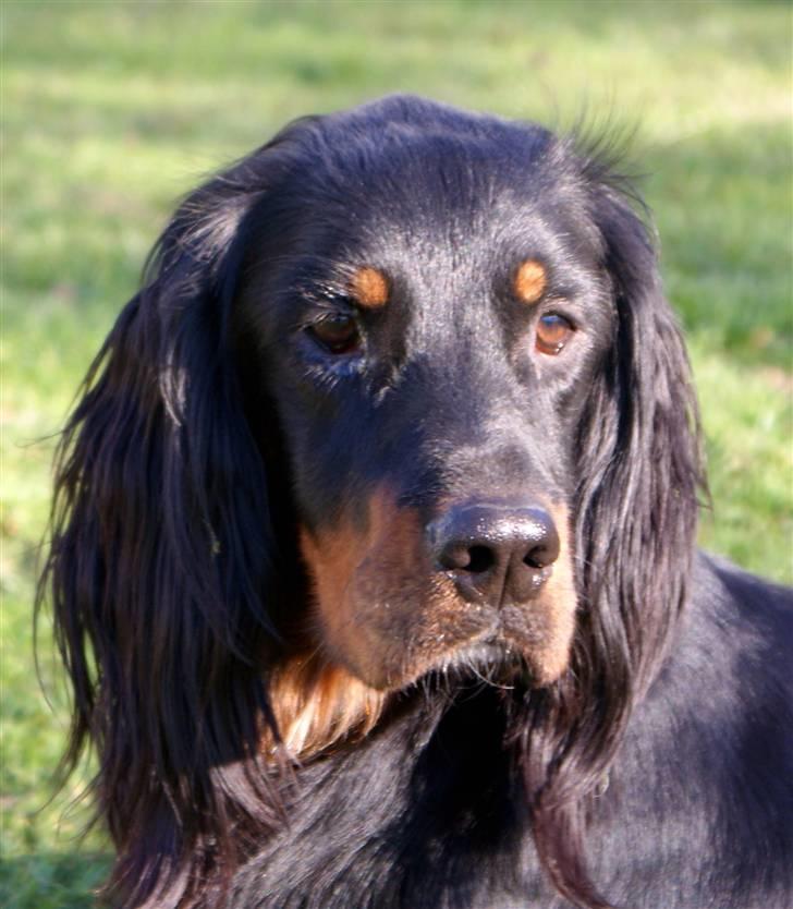 Gordon setter Gozo - Et sjældent syn. Goz der ikke løber (; billede 3
