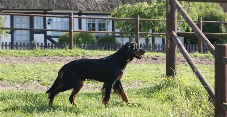 Gordon setter Gozo - En jagthund (; billede 4
