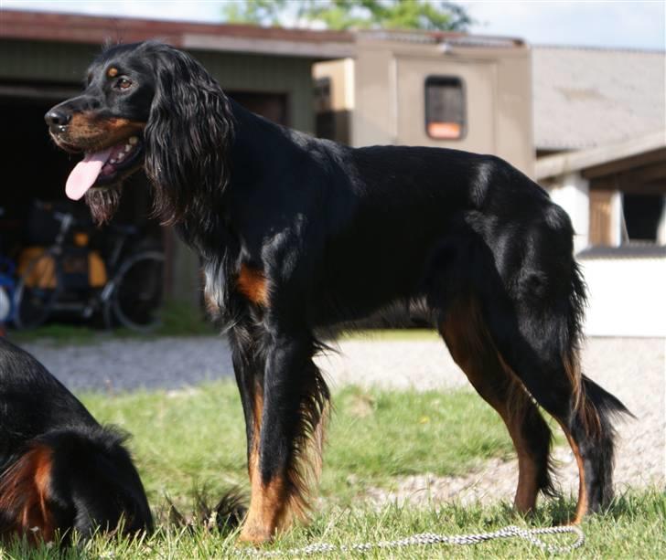 Gordon setter Gozo billede 5