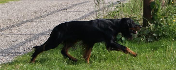 Gordon setter Gozo - En sniger billede 8