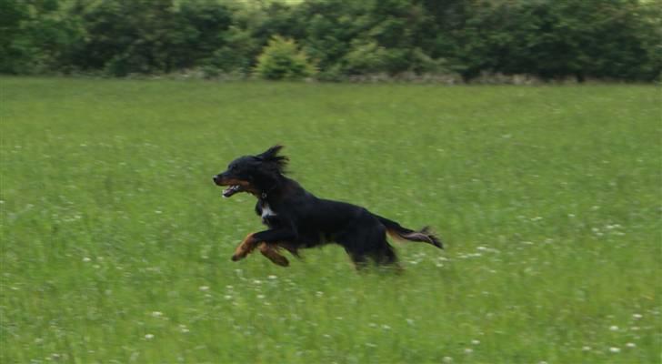 Gordon setter Gozo - Gozo, når han syntes det er bedst (: ude at løbe på vores grund på Kegnæs billede 9
