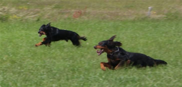 Gordon setter Gozo - Gozo og Felix når de syntes det er bedst (: billede 10