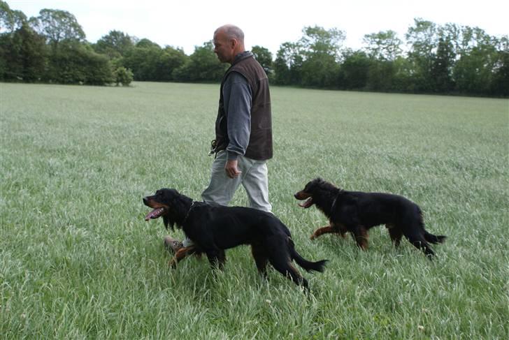 Gordon setter Gozo - Goz og Felix, og ham de holder aller mest af (: billede 11
