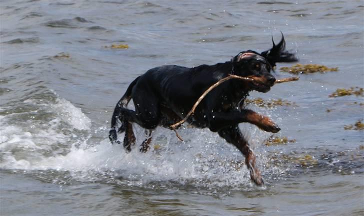 Gordon setter Gozo - Alt for at komme tilbage til min far MED pinden (;  billede 12