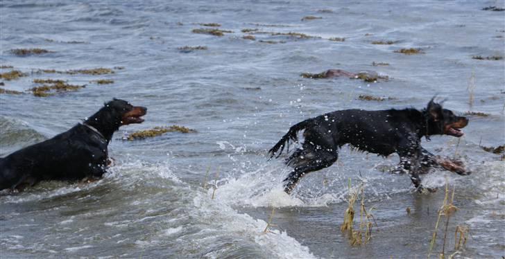 Gordon setter Gozo - Goz og Felix ude og bade lidt (: billede 13